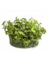 Hydrocotyle sp. 'Japan' - In Vitro Cup  - 1