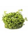 Micranthemum sp. 'Montecarlo' - In Vitro Cup  - 1