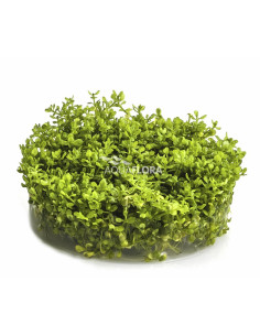 Micranthemum micranthemoides - In Vitro Cup  - 1