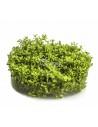 Micranthemum micranthemoides - In Vitro Cup  - 1