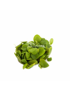 Limnobium laevifolium - In Vitro Cup  - 1