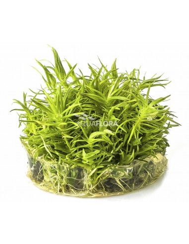 Pogostemon erectus (deccanensis) - In Vitro Cup  - 1