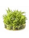 Pogostemon erectus (deccanensis) - In Vitro Cup  - 1