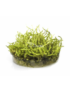 Vesicularia montagnei 'Christmas' - In Vitro Cup  - 1