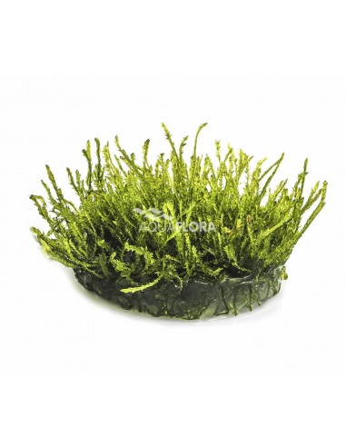 Vesicularia ferriei 'Weeping' - In Vitro Cup  - 1