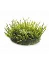 Vesicularia ferriei 'Weeping' - In Vitro Cup  - 1