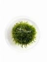 Taxiphyllum sp. 'Giant' - In Vitro Cup  - 1