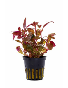 Alternanthera reineckii  - 1