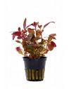 Alternanthera reineckii  - 1