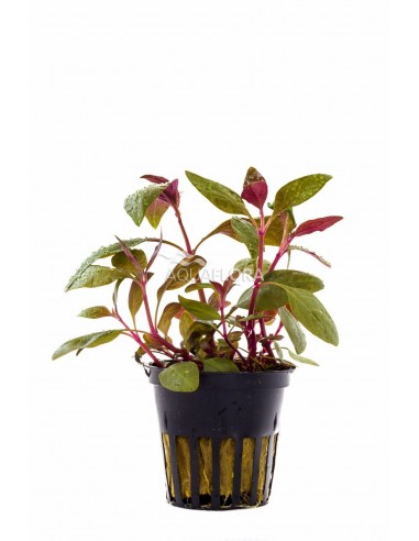 Alternanthera reineckii 'Lilacina'  - 1