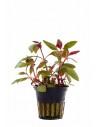 Alternanthera reineckii 'Lilacina'  - 1
