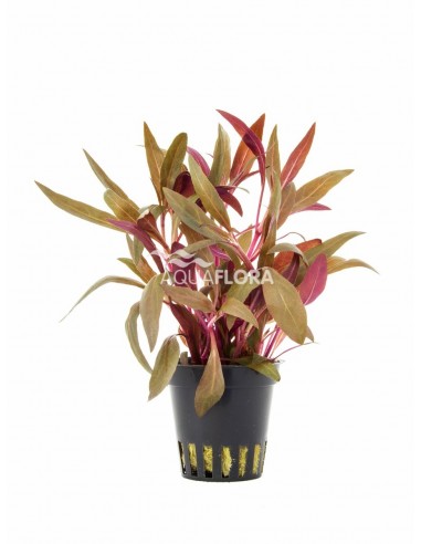 Alternanthera reineckii 'Pink'  - 1