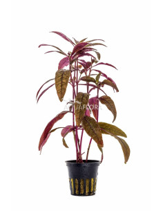 Alternanthera sessilis  - 1