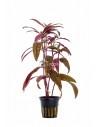 Alternanthera sessilis  - 1