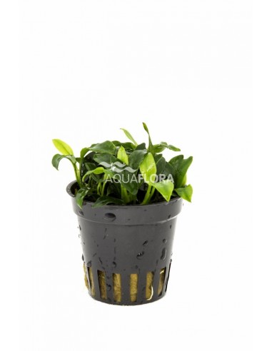 Anubias barteri var. nana 'Pangolino'  - 1