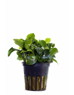 Anubias barteri var. nana 'Mini'  - 1