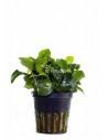 Anubias barteri var. nana 'Mini'  - 1