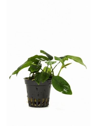 Anubias barteri var. nana 'Bolang'  - 1