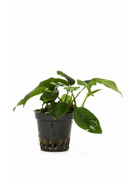 Anubias barteri var. nana 'Bolang'  - 1