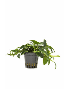 Anubias barteri var. nana 'Paxing'  - 1