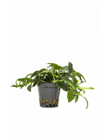 Anubias barteri var. nana 'Paxing'  - 1