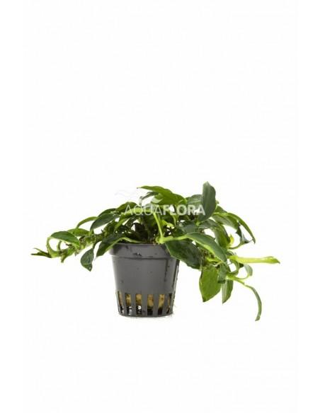 Anubias barteri var. nana 'Paxing'  - 1
