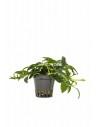 Anubias barteri var. nana 'Paxing'  - 1