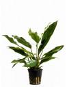 Anubias minima  - 1