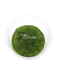 Rotala indica (Ammannia sp. 'Bonsai') - In Vitro Cup  - 1