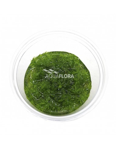 Rotala indica (Ammannia sp. 'Bonsai') - In Vitro Cup  - 1