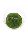 Rotala indica (Ammannia sp. 'Bonsai') - In Vitro Cup  - 1