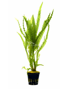 Aponogeton crispus  - 1
