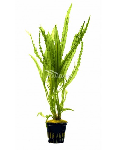 Aponogeton crispus  - 1