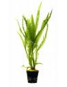 Aponogeton crispus  - 1
