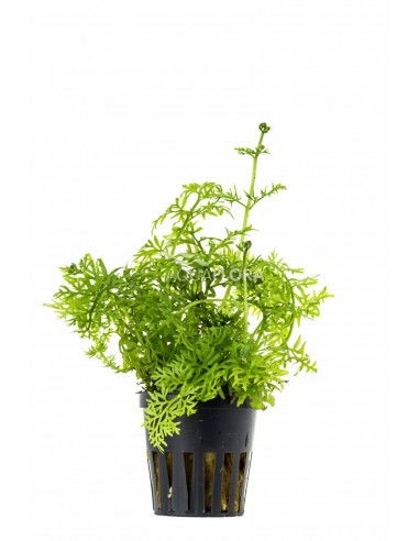 Ceratopteris thalictroides  - 1