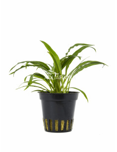 Cryptocoryne albida (costata)  - 1