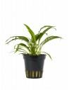 Cryptocoryne albida (costata)  - 1