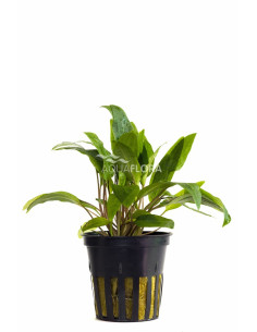Cryptocoryne x willisii  - 1