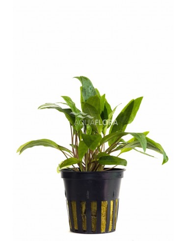 Cryptocoryne x willisii  - 1