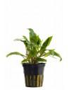 Cryptocoryne x willisii  - 1