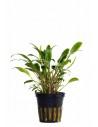Cryptocoryne x willisii 'Lucens'  - 1