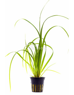 Cyperus helferi  - 1