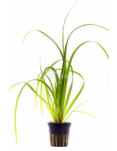 Cyperus helferi  - 1