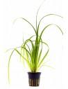 Cyperus helferi  - 1