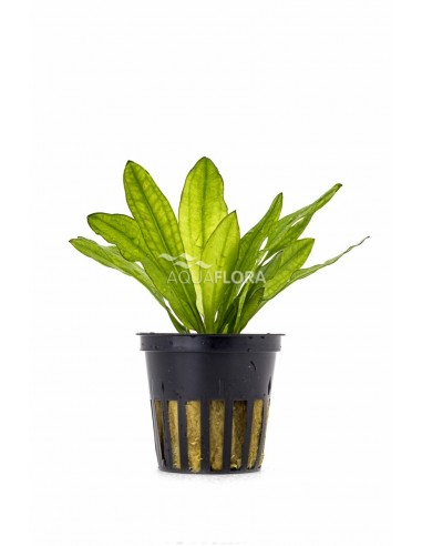 Echinodorus major  - 1