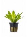 Echinodorus major  - 1