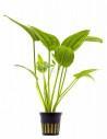 Echinodorus sp. 'Radicans'  - 1
