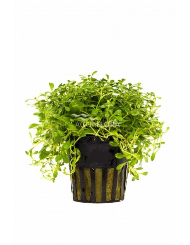 Glossostigma elatinoides  - 1