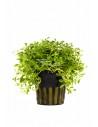 Glossostigma elatinoides  - 1