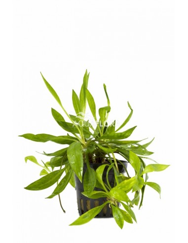 Helanthium bolivianum 'Magdalenensis'  - 1